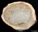 Petrified Tree Fern Wood Slab - Brazil #2751-1